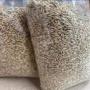<b>semences</b> de <b>panicum</b> maximum variété c1