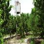 plants de manguiers kent 