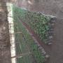 agro foresterie