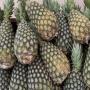 ananas pain de <b>sucre</b> 