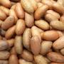la noix du petit colas