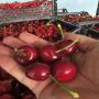 cerises fraîches de grèce