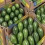 avocat de variete hass disponible pour vous