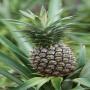 des ananas pain de sucre 