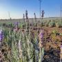 premium bulgarian lavender oil – 400 kg