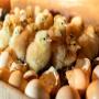 poussins cobb500 origine maroc 