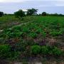 vente de terre agricole au benin