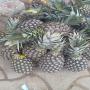 l'ananas 