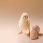 poussins d'un jour cobb500 