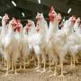 poulet de chair vivants 45 jours bingerville
