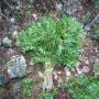 feuilles de lentisque (pistacia lentiscus)