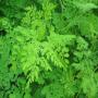 moringa 