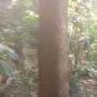 bois de teck teak wood