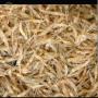 crevettes 