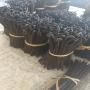  madagascar gourmet grade (a) vanilla beans 