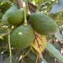 avocats hass & fuerte du maroc – exportation 