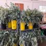 vente de cinerea 