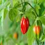 production en masse du piment 