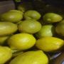 citrons eureka du chili