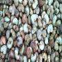 <b>anacarde</b>/ <b>noix</b> de cajou disponible