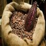 cacao disponible au togo/ recherche de client