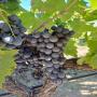 raisins cuve 