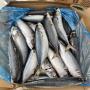 selling mackerelyellow tail fish 