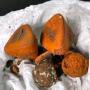 cow gallstones 