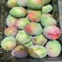mangue kent sénégal 