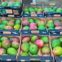 mangue kent 
