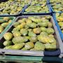 produit figues de barbarie fraîches – figui