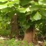 bois de teck