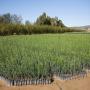 plantes d´olivier