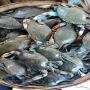 les crustacé et les crabes