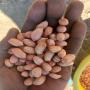 premium peanuts