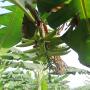 bananes plantains