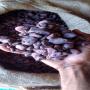 cacao supérieur et standard 