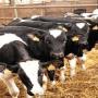 importation des vaches laitière