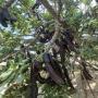 Carob Powder