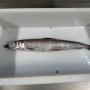  silver smelt qualité premium / ojuyobo