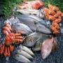 poissons maroc chinchard maquereaux anchois