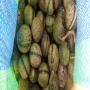 Graines de Voacanga Africana 