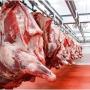 carcasses de viande de chèvre ou d'agneau hal