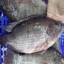 tilapia noir entier frais surgelé à vendre