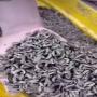 lave de mouche soldats noir 