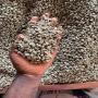 coffee exporter