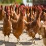 oac et poussins d'un jour lohmann brown maroc