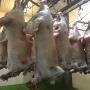 agneau a queue grasse halal