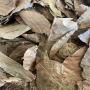  feuilles de kinkeliba(combretum micranthum)