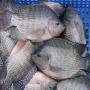 <b>vente</b> de poissons surgelés 